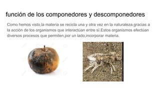 función de los componedores y descomponedores
Como hemos visto,la materia se recicla una y otra vez en la naturaleza,gracias a
la acción de los organismos que interactúan entre sí.Estos organismos efectúan
diversos procesos que permiten,por un lado,incorporar materia.
 