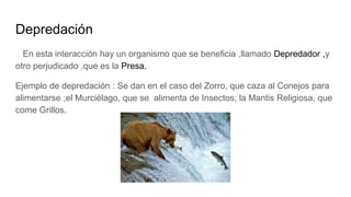 Depredación
En esta interacción hay un organismo que se beneficia ,llamado Depredador ,y
otro perjudicado ,que es la Presa.
Ejemplo de depredación : Se dan en el caso del Zorro, que caza al Conejos para
alimentarse ;el Murciélago, que se alimenta de Insectos; la Mantis Religiosa, que
come Grillos.
 