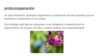 protocooperación
en esta interacción participan organismos o poblaciones de dos especies que se
benefician mutuamente al vivir juntas.
Sin embargo este tipo de relaciones no es obligatoria ni esencial para la
sobrevivencia de ninguno de ellos y ambos pueden vivir separadamente
 