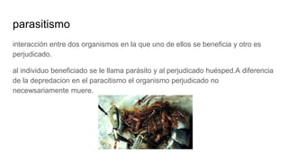 parasitismo
interacción entre dos organismos en la que uno de ellos se beneficia y otro es
perjudicado.
al individuo beneficiado se le llama parásito y al perjudicado huésped.A diferencia
de la depredacion en el paracitismo el organismo perjudicado no
necewsariamente muere.
 