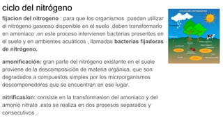 ciclo del nitrógeno
fijacion del nitrogeno : para que los organismos puedan utilizar
el nitrógeno gaseoso disponible en el suelo ,deben transformarlo
en amoniaco .en este proceso intervienen bacterias presentes en
el suelo y en ambientes acuáticos , llamadas bacterias fijadoras
de nitrógeno.
amonificación: gran parte del nitrógeno existente en el suelo
proviene de la descomposición de materia orgánica, que son
degradados a compuestos simples por los microorganismos
descomponedores que se encuentran en ese lugar.
nitrificasion: consiste en la transformasion del amoniaco y del
amonio nitrato .esto se realiza en dos prosesos separados y
consecutivos .
 