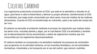 CiclodelCarbono
Los organismos productores incorporan el CO2, que està en la atmósfera o disuelto en el
agua, para llevar a cabo la fotosíntesis y fabricar su propio alimento, transformando el CO2
en nutrientes, que luego seràn consumidos por otros seres vivos por medios de las cadenas
alimentarias. Cuando el CO2 es transformado en nutrientes, pasa a ser parte del cuerpo del
ser vivo.
El carbono es devuelto al ambiente mediante el proceso de respiración que realizan todos
los seres vivos, incluidas plantas y algas, por el cual liberan CO2 a la atmósfera y también
por la descomposición de los excrementos y restos de organismos muertos que son
consumidos por los organismos descomponedores.
El carbono también es incorporado a la atmósfera mediante los procesos de combustiòn
que se generan en la actividad volcánica, en los incendios forestales y en las actividades
domésticas, industriales y de transporte por el uso del carbòn, gas natural o petróleo
 