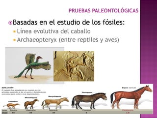  Basadas   en el estudio de los fósiles:
  Líneaevolutiva del caballo
  Archaeopteryx (entre reptiles y aves)
 