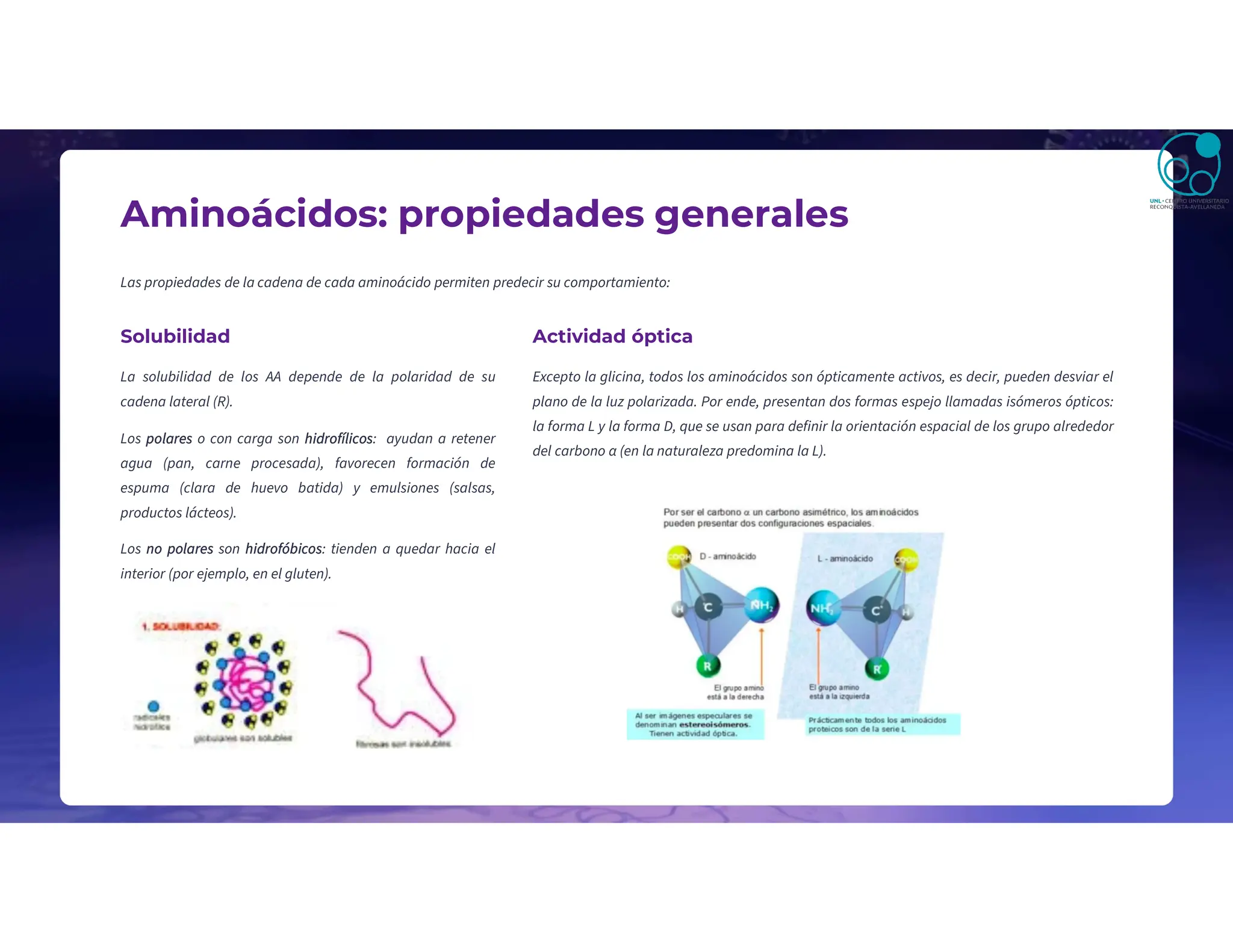 Aminoácidos: propiedades generales
Las propiedades de la cadena de cada aminoácido permiten predecir su comportamiento:
Solubilidad
La solubilidad de los AA depende de la polaridad de su
cadena lateral (R).
Los polares o con carga son hidrofílicos: ayudan a retener
agua (pan, carne procesada), favorecen formación de
espuma (clara de huevo batida) y emulsiones (salsas,
productos lácteos).
Los no polares son hidrofóbicos: tienden a quedar hacia el
interior (por ejemplo, en el gluten).
Actividad óptica
Excepto la glicina, todos los aminoácidos son ópticamente activos, es decir, pueden desviar el
plano de la luz polarizada. Por ende, presentan dos formas espejo llamadas isómeros ópticos:
la forma L y la forma D, que se usan para definir la orientación espacial de los grupo alrededor
del carbono α (en la naturaleza predomina la L).
 