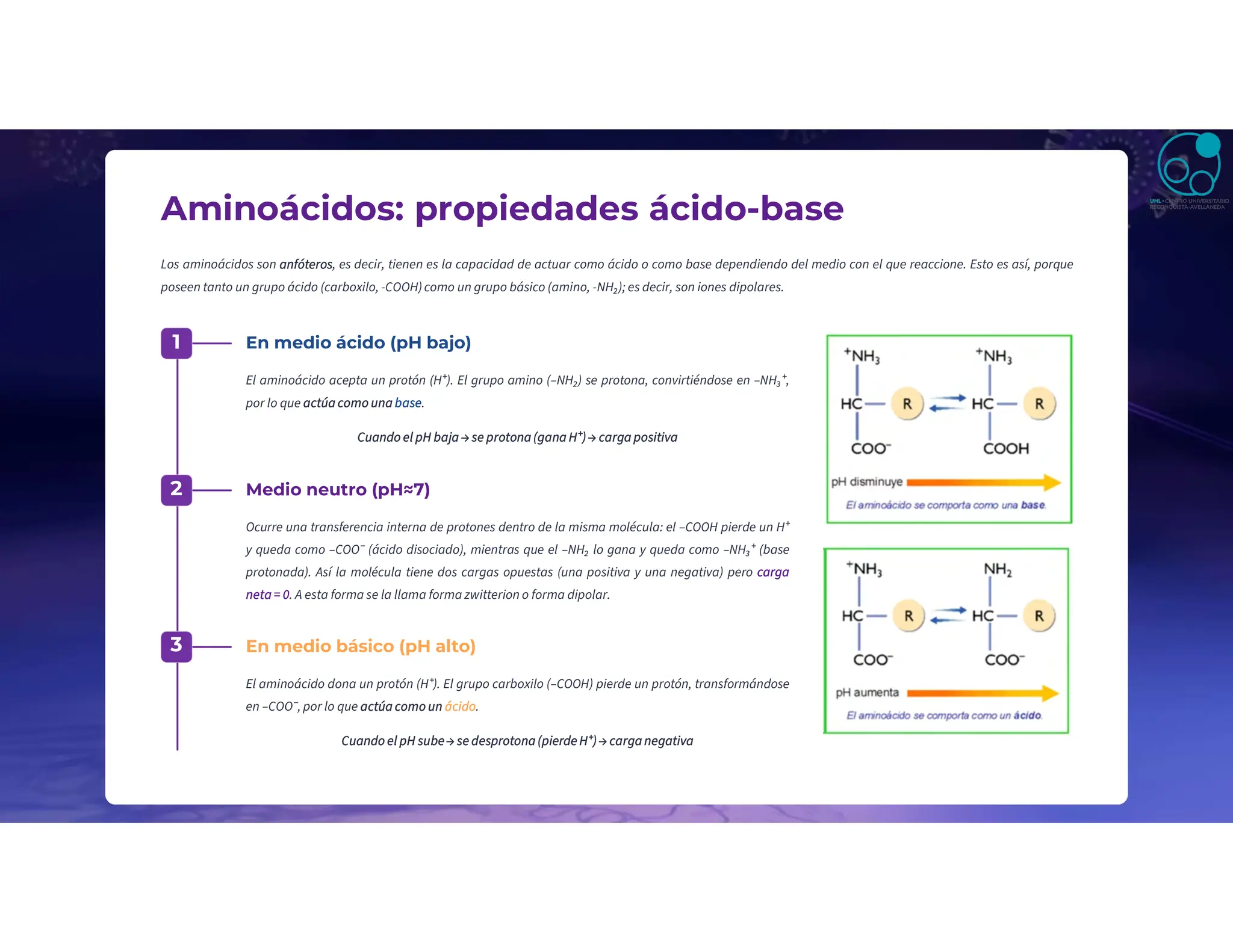 Aminoácidos: propiedades ácido-base
Los aminoácidos son anfóteros, es decir, tienen es la capacidad de actuar como ácido o como base dependiendo del medio con el que reaccione. Esto es así, porque
poseen tanto un grupo ácido (carboxilo, -COOH)como un grupo básico (amino, -NH₂); es decir, son iones dipolares.
1 En medio ácido (pH bajo)
El aminoácido acepta un protón (H⁺). El grupo amino (–NH₂) se protona, convirtiéndose en –NH₃⁺,
por lo que actúa como una base.
Cuando el pH baja → se protona (gana H⁺)→ carga positiva
2 Medio neutro (pH≈7)
Ocurre una transferencia interna de protones dentro de la misma molécula: el –COOH pierde un H⁺
y queda como –COO⁻ (ácido disociado), mientras que el –NH₂ lo gana y queda como –NH₃⁺ (base
protonada). Así la molécula tiene dos cargas opuestas (una positiva y una negativa) pero carga
neta = 0. A esta forma se la llama forma zwitterion o forma dipolar.
3 En medio básico (pH alto)
El aminoácido dona un protón (H⁺). El grupo carboxilo (–COOH) pierde un protón, transformándose
en –COO⁻, por lo que actúa como un ácido.
Cuando el pH sube→ se desprotona (pierde H⁺) → carga negativa
 