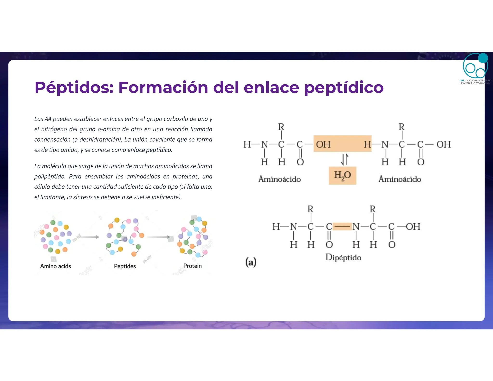 Péptidos: Formación del enlace peptídico
Los AA pueden establecer enlaces entre el grupo carboxilo de uno y
el nitrógeno del grupo α-amina de otro en una reacción llamada
condensación (o deshidratación). La unión covalente que se forma
es de tipo amida, y se conoce como enlace peptídico.
La molécula que surge de la unión de muchos aminoácidos se llama
polipéptido. Para ensamblar los aminoácidos en proteínas, una
célula debe tener una cantidad suficiente de cada tipo (si falta uno,
el limitante, la síntesis se detiene o se vuelve ineficiente).
 