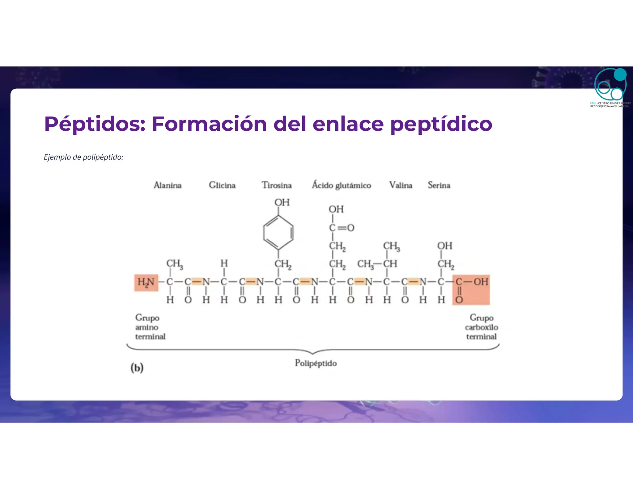Péptidos: Formación del enlace peptídico
Ejemplo de polipéptido:
 