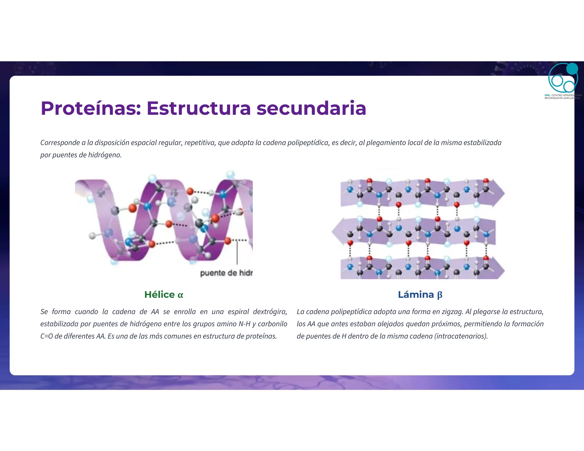 Proteínas: Estructura secundaria
Corresponde a la disposición espacial regular, repetitiva, que adopta la cadena polipeptídica, es decir, al plegamiento local de la misma estabilizada
por puentes de hidrógeno.
Hélice α
Se forma cuando la cadena de AA se enrolla en una espiral dextrógira,
estabilizada por puentes de hidrógeno entre los grupos amino N-H y carbonilo
C=O de diferentes AA. Es una de las más comunes en estructura de proteínas.
Lámina β
La cadena polipeptídica adopta una forma en zigzag. Al plegarse la estructura,
los AA que antes estaban alejados quedan próximos, permitiendo la formación
de puentes de H dentro de la misma cadena (intracatenarios).
 