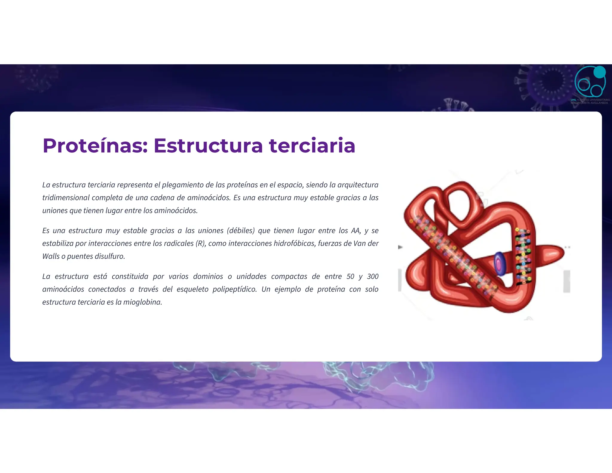 Proteínas: Estructura terciaria
La estructura terciaria representa el plegamiento de las proteínas en el espacio, siendo la arquitectura
tridimensional completa de una cadena de aminoácidos. Es una estructura muy estable gracias a las
uniones que tienen lugar entre los aminoácidos.
Es una estructura muy estable gracias a las uniones (débiles) que tienen lugar entre los AA, y se
estabiliza por interacciones entre los radicales (R), como interacciones hidrofóbicas, fuerzas de Van der
Walls o puentes disulfuro.
La estructura está constituida por varios dominios o unidades compactas de entre 50 y 300
aminoácidos conectados a través del esqueleto polipeptídico. Un ejemplo de proteína con solo
estructura terciaria es la mioglobina.
 