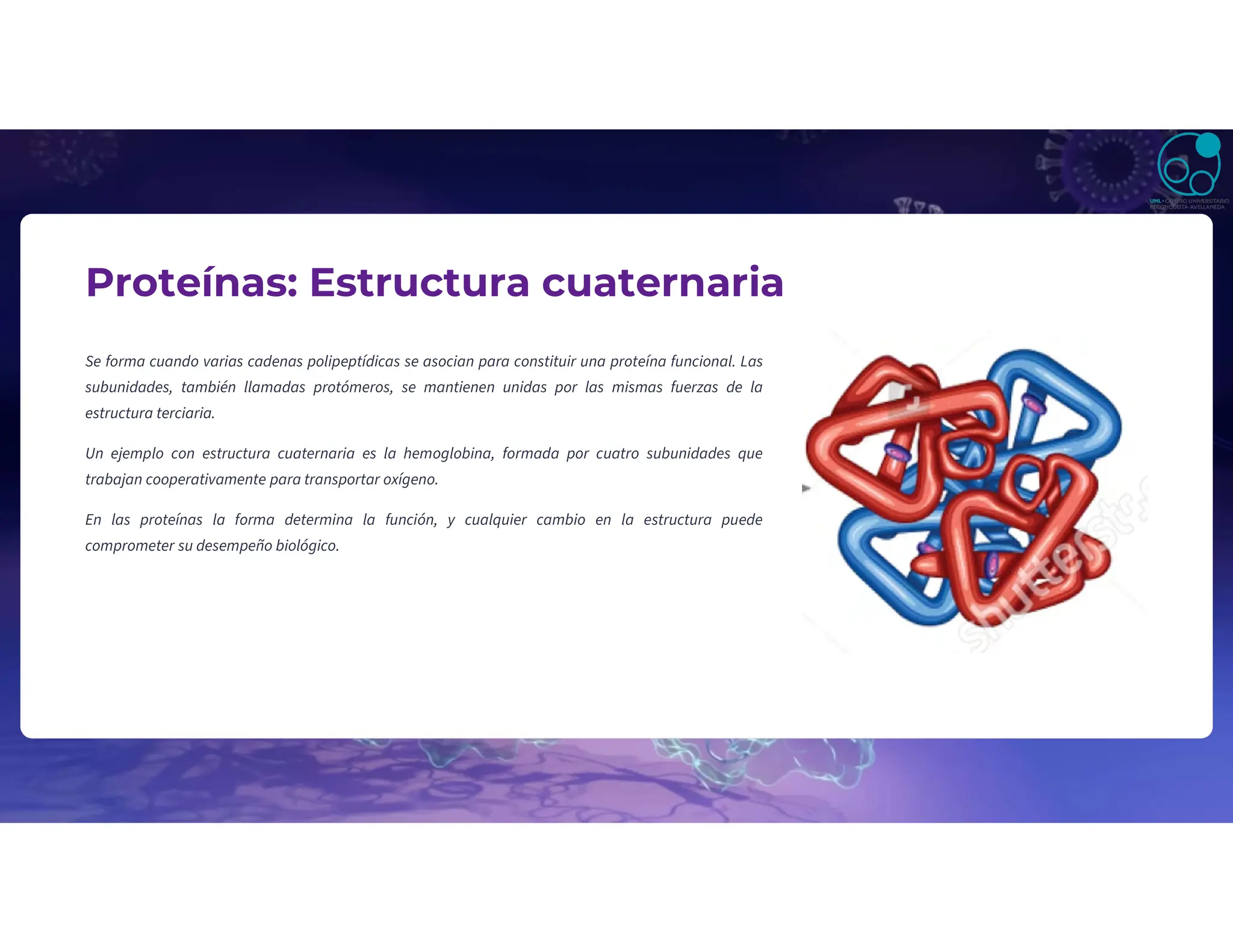 Proteínas: Estructura cuaternaria
Se forma cuando varias cadenas polipeptídicas se asocian para constituir una proteína funcional. Las
subunidades, también llamadas protómeros, se mantienen unidas por las mismas fuerzas de la
estructura terciaria.
Un ejemplo con estructura cuaternaria es la hemoglobina, formada por cuatro subunidades que
trabajan cooperativamente para transportar oxígeno.
En las proteínas la forma determina la función, y cualquier cambio en la estructura puede
comprometer su desempeño biológico.
 