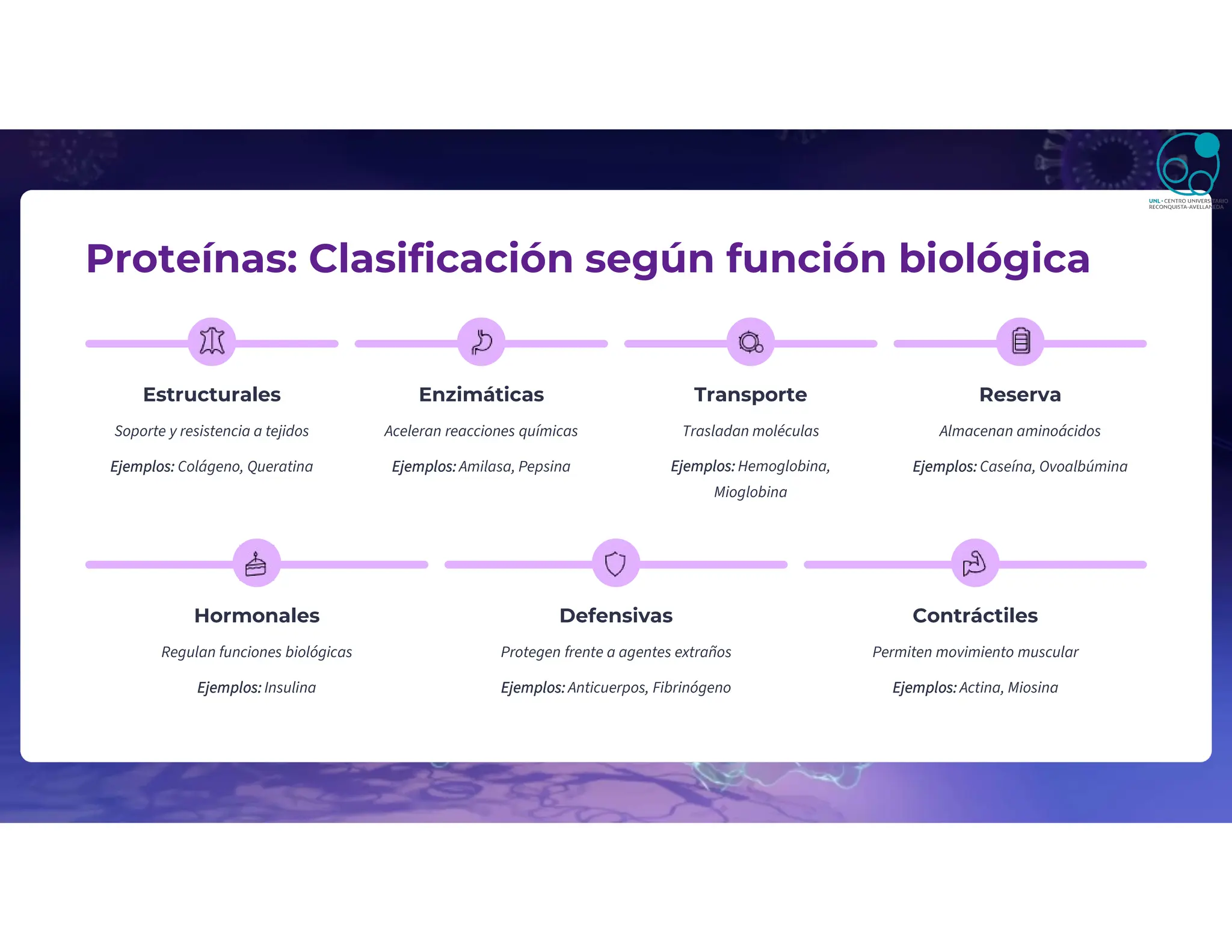 Proteínas: Clasificación según función biológica
Estructurales
Soporte y resistencia a tejidos
Ejemplos: Colágeno, Queratina
Enzimáticas
Aceleran reacciones químicas
Ejemplos: Amilasa, Pepsina
Transporte
Trasladan moléculas
Ejemplos: Hemoglobina,
Mioglobina
Reserva
Almacenan aminoácidos
Ejemplos: Caseína, Ovoalbúmina
Hormonales
Regulan funciones biológicas
Ejemplos: Insulina
Defensivas
Protegen frente a agentes extraños
Ejemplos: Anticuerpos, Fibrinógeno
Contráctiles
Permiten movimiento muscular
Ejemplos: Actina, Miosina
 