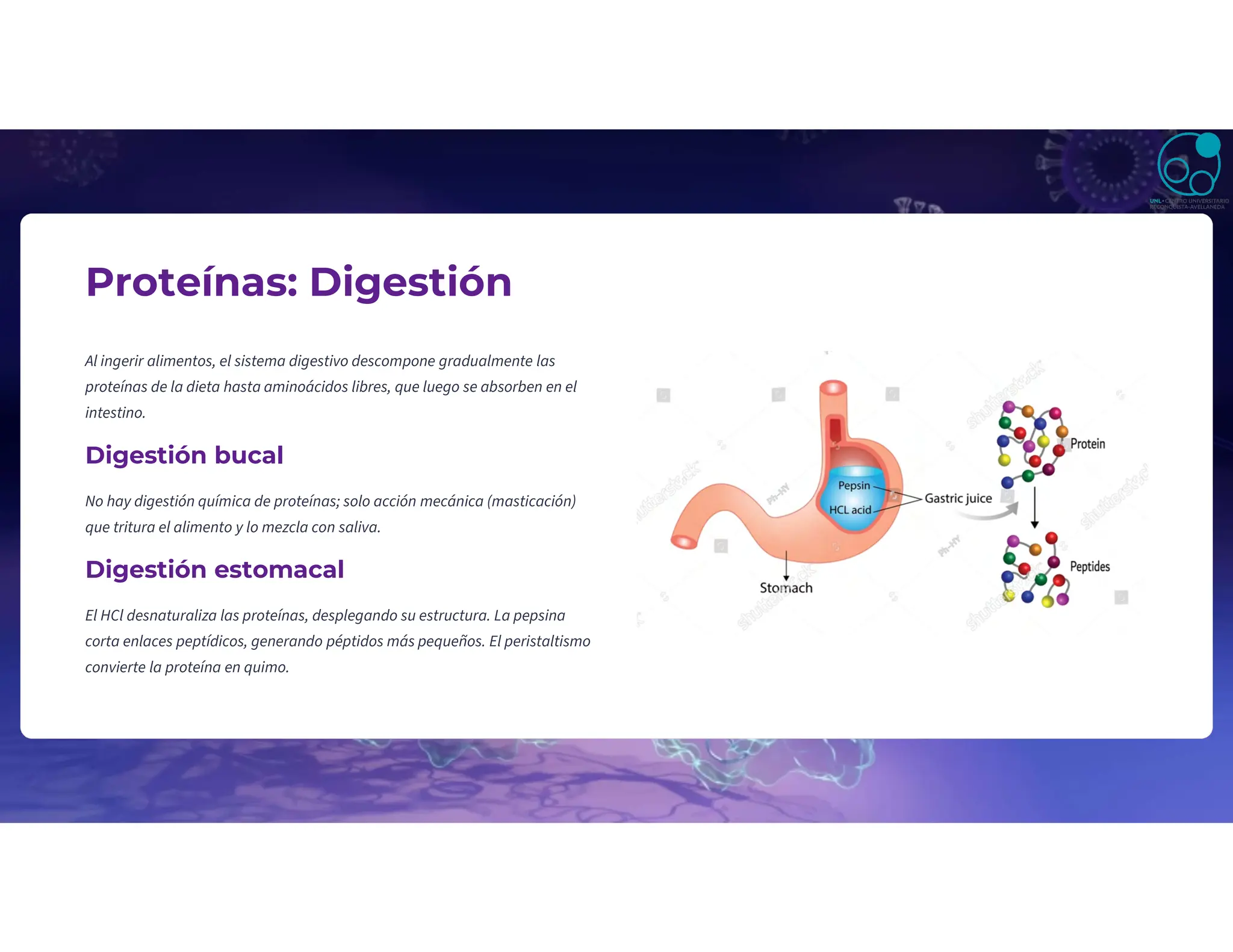 Proteínas: Digestión
Al ingerir alimentos, el sistema digestivo descompone gradualmente las
proteínas de la dieta hasta aminoácidos libres, que luego se absorben en el
intestino.
Digestión bucal
No hay digestión química de proteínas; solo acción mecánica (masticación)
que tritura el alimento y lo mezcla con saliva.
Digestión estomacal
El HCl desnaturaliza las proteínas, desplegando su estructura. La pepsina
corta enlaces peptídicos, generando péptidos más pequeños. El peristaltismo
convierte la proteína en quimo.
 