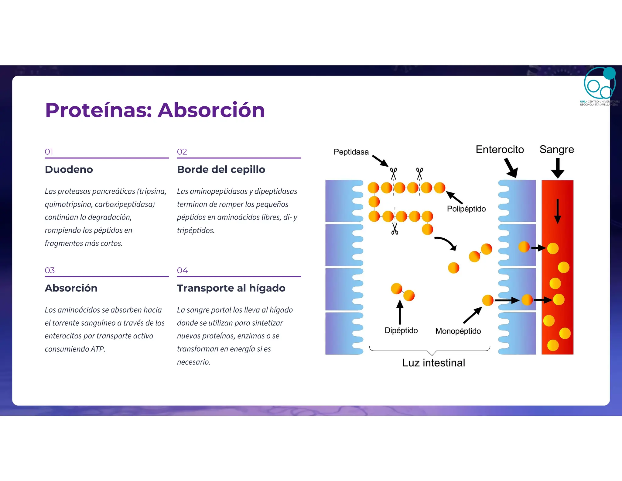 Proteínas: Absorción
01
Duodeno
Las proteasas pancreáticas (tripsina,
quimotripsina, carboxipeptidasa)
continúan la degradación,
rompiendo los péptidos en
fragmentos más cortos.
02
Borde del cepillo
Las aminopeptidasas y dipeptidasas
terminan de romper los pequeños
péptidos en aminoácidos libres, di- y
tripéptidos.
03
Absorción
Los aminoácidos se absorben hacia
el torrente sanguíneo a través de los
enterocitos por transporte activo
consumiendo ATP.
04
Transporte al hígado
La sangre portal los lleva al hígado
donde se utilizan para sintetizar
nuevas proteínas, enzimas o se
transforman en energía si es
necesario.
 