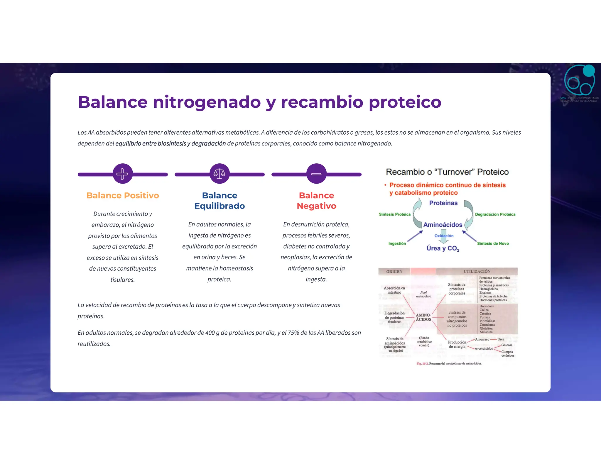 Balance nitrogenado y recambio proteico
Los AA absorbidospueden tener diferentesalternativas metabólicas. A diferencia de los carbohidratos o grasas, los estos no se almacenan en el organismo. Sus niveles
dependen del equilibrio entre biosíntesis y degradación de proteínas corporales, conocido como balance nitrogenado.
Balance Positivo
Durante crecimiento y
embarazo, el nitrógeno
provisto por los alimentos
supera al excretado. El
exceso se utiliza en síntesis
de nuevos constituyentes
tisulares.
Balance
Equilibrado
En adultos normales, la
ingesta de nitrógeno es
equilibrada por la excreción
en orina y heces. Se
mantiene la homeostasis
proteica.
Balance
Negativo
En desnutrición proteica,
procesos febriles severos,
diabetes no controlada y
neoplasias, la excreción de
nitrógeno supera a la
ingesta.
La velocidad de recambio de proteínas es la tasa a la que el cuerpo descompone y sintetiza nuevas
proteínas.
En adultos normales, se degradan alrededor de 400 g de proteínas por día, y el 75% de los AA liberadosson
reutilizados.
 