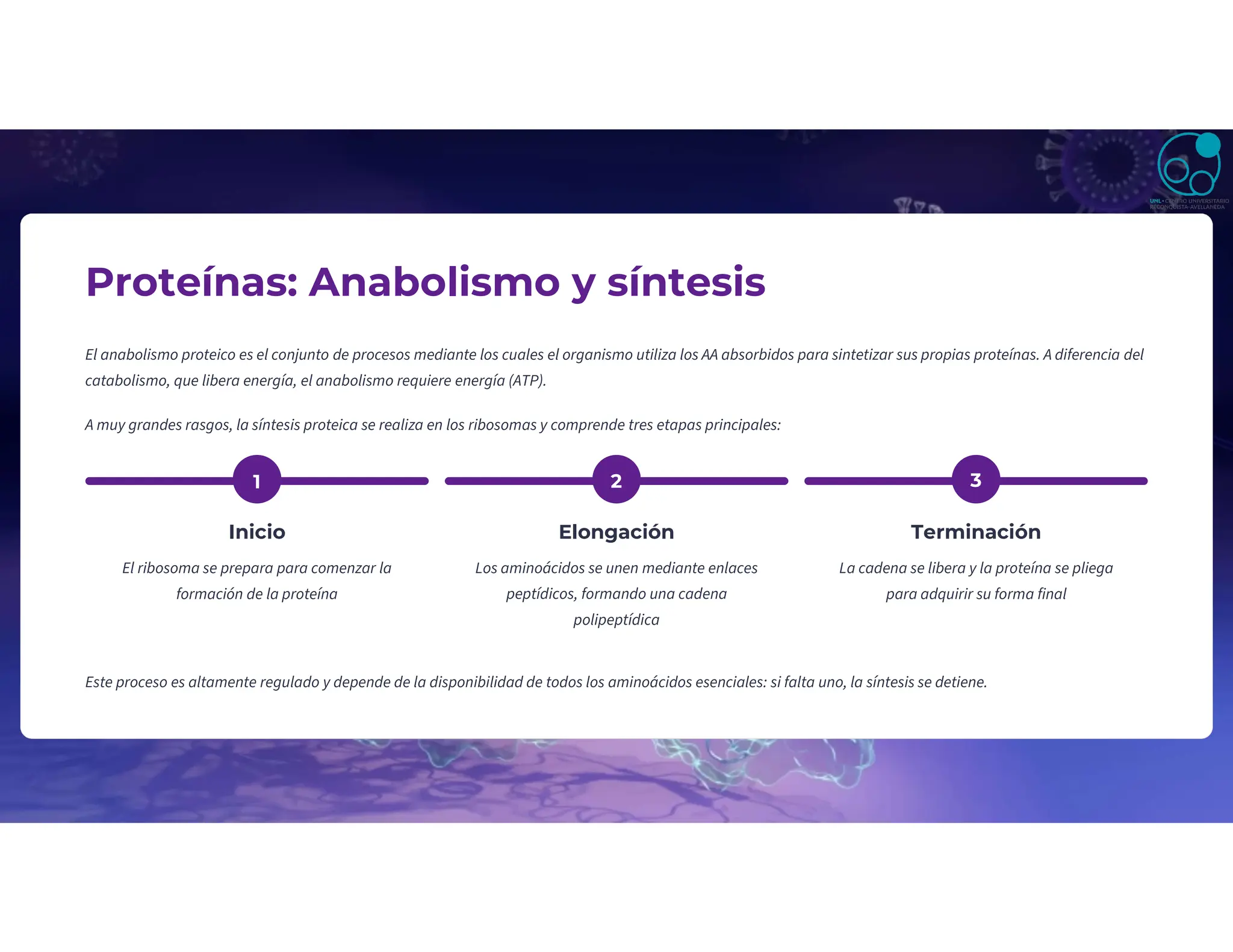 Proteínas: Anabolismo y síntesis
El anabolismo proteico es el conjunto de procesos mediante los cuales el organismo utiliza los AA absorbidos para sintetizar sus propias proteínas. A diferencia del
catabolismo, que libera energía, el anabolismo requiere energía (ATP).
A muy grandes rasgos, la síntesis proteica se realiza en los ribosomas y comprende tres etapas principales:
1
Inicio
El ribosoma se prepara para comenzar la
formación de la proteína
2
Elongación
Los aminoácidos se unen mediante enlaces
peptídicos, formando una cadena
polipeptídica
3
Terminación
La cadena se libera y la proteína se pliega
para adquirir su forma final
Este proceso es altamente regulado y depende de la disponibilidad de todos los aminoácidos esenciales: si falta uno, la síntesis se detiene.
 
