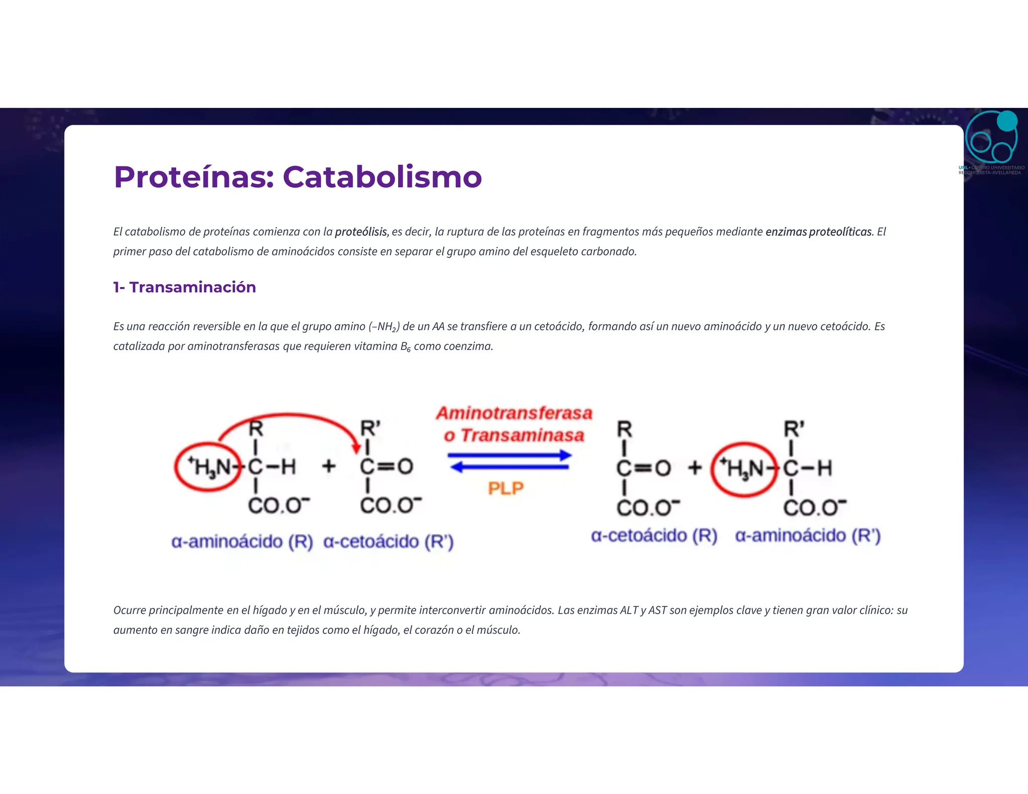 Proteínas: Catabolismo
El catabolismo de proteínas comienza con la proteólisis, es decir, la ruptura de las proteínas en fragmentos más pequeños mediante enzimas proteolíticas. El
primer paso del catabolismo de aminoácidos consiste en separar el grupo amino del esqueleto carbonado.
1- Transaminación
Es una reacción reversible en la que el grupo amino (–NH₂) de un AA se transfiere a un cetoácido, formando así un nuevo aminoácido y un nuevo cetoácido. Es
catalizada por aminotransferasas que requieren vitamina B₆ como coenzima.
Ocurre principalmente en el hígado y en el músculo, y permite interconvertir aminoácidos. Las enzimas ALT y AST son ejemplos clave y tienen gran valor clínico: su
aumento en sangre indica daño en tejidos como el hígado, el corazón o el músculo.
 