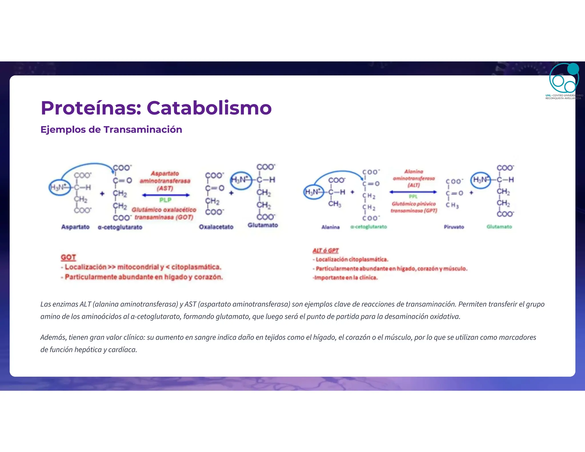 Proteínas: Catabolismo
Ejemplos de Transaminación
Las enzimas ALT (alanina aminotransferasa) y AST (aspartato aminotransferasa) son ejemplos clave de reacciones de transaminación. Permiten transferir el grupo
amino de los aminoácidos al α-cetoglutarato, formando glutamato, que luego será el punto de partida para la desaminación oxidativa.
Además, tienen gran valor clínico: su aumento en sangre indica daño en tejidos como el hígado, el corazón o el músculo, por lo que se utilizan como marcadores
de función hepática y cardíaca.
 