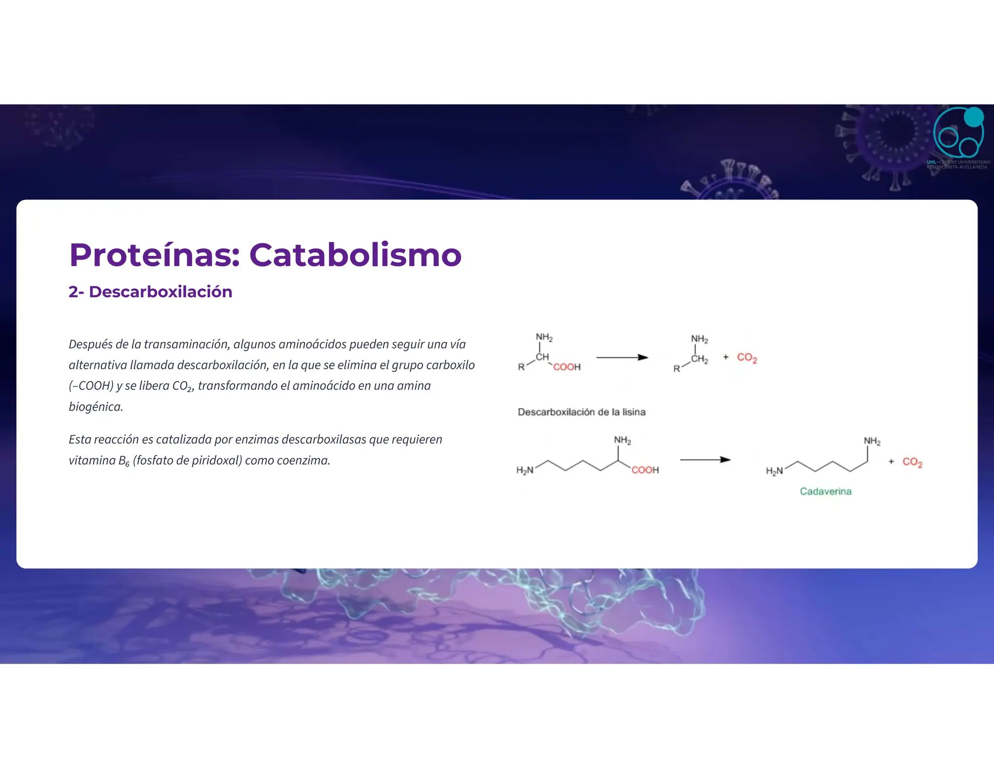 Proteínas: Catabolismo
2- Descarboxilación
Después de la transaminación, algunos aminoácidos pueden seguir una vía
alternativa llamada descarboxilación, en la que se elimina el grupo carboxilo
(–COOH) y se libera CO₂, transformando el aminoácido en una amina
biogénica.
Esta reacción es catalizada por enzimas descarboxilasas que requieren
vitamina B₆ (fosfato de piridoxal) como coenzima.
 