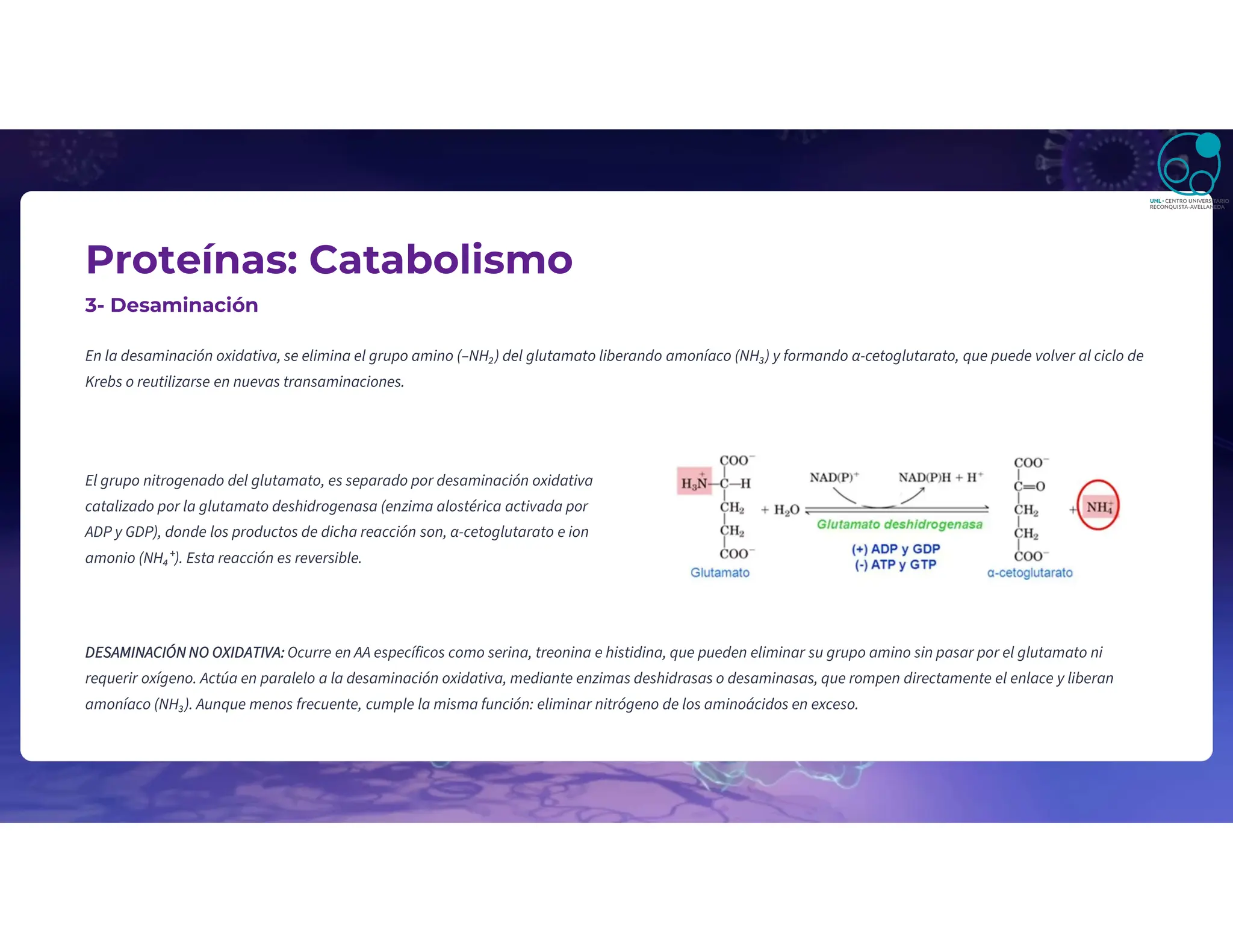Proteínas: Catabolismo
3- Desaminación
En la desaminación oxidativa, se elimina el grupo amino (–NH₂) del glutamato liberando amoníaco (NH₃) y formando α-cetoglutarato, que puede volver al ciclo de
Krebs o reutilizarse en nuevas transaminaciones.
El grupo nitrogenado del glutamato, es separado por desaminación oxidativa
catalizado por la glutamato deshidrogenasa (enzima alostérica activada por
ADP y GDP), donde los productos de dicha reacción son, α-cetoglutarato e ion
amonio (NH₄⁺). Esta reacción es reversible.
DESAMINACIÓN NO OXIDATIVA: Ocurre en AA específicos como serina, treonina e histidina, que pueden eliminar su grupo amino sin pasar por el glutamato ni
requerir oxígeno. Actúa en paralelo a la desaminación oxidativa, mediante enzimas deshidrasas o desaminasas, que rompen directamente el enlace y liberan
amoníaco (NH₃). Aunque menos frecuente, cumple la misma función: eliminar nitrógeno de los aminoácidos en exceso.
 