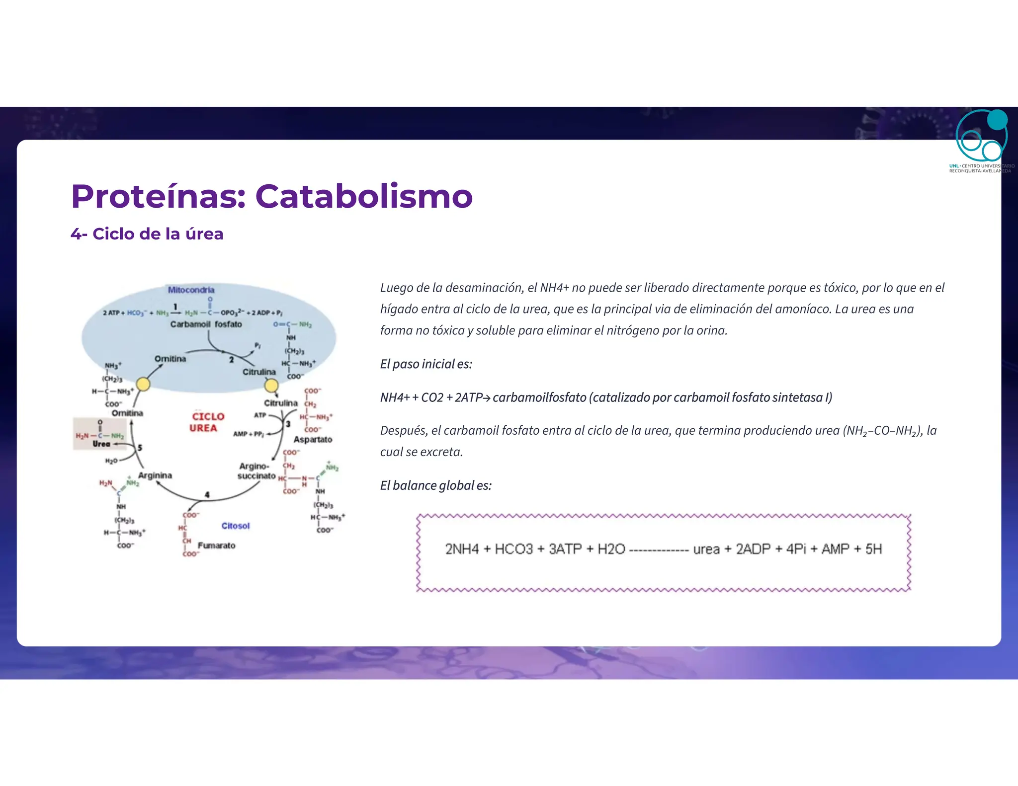 Proteínas: Catabolismo
4- Ciclo de la úrea
Luego de la desaminación, el NH4+ no puede ser liberado directamente porque es tóxico, por lo que en el
hígado entra al ciclo de la urea, que es la principal via de eliminación del amoníaco. La urea es una
forma no tóxica y soluble para eliminar el nitrógeno por la orina.
El paso inicial es:
NH4+ + CO2 + 2ATP→ carbamoilfosfato (catalizado por carbamoil fosfato sintetasa I)
Después, el carbamoil fosfato entra al ciclo de la urea, que termina produciendo urea (NH₂–CO–NH₂), la
cual se excreta.
El balance global es:
 
