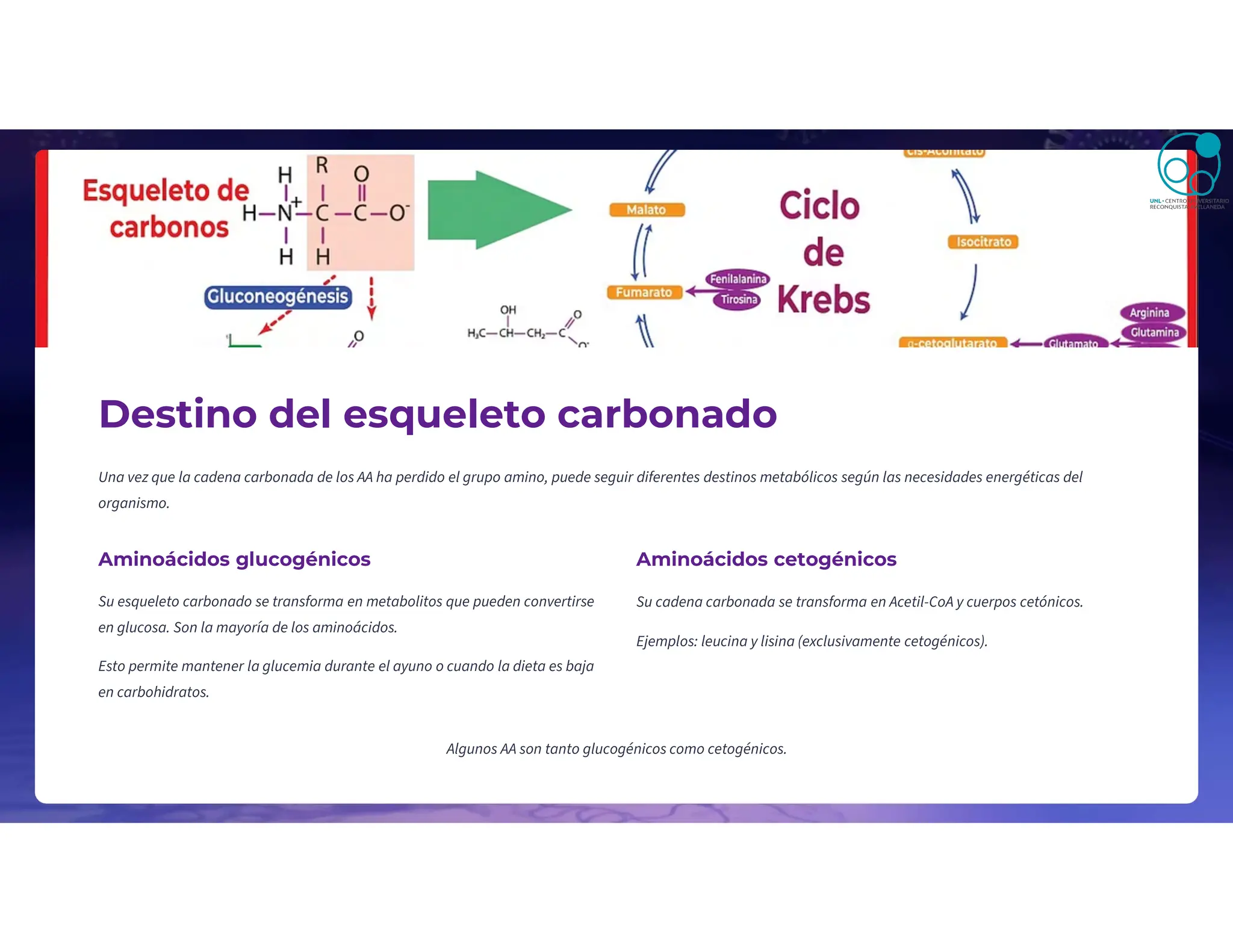 Destino del esqueleto carbonado
Una vez que la cadena carbonada de los AA ha perdido el grupo amino, puede seguir diferentes destinos metabólicos según las necesidades energéticas del
organismo.
Aminoácidos glucogénicos
Su esqueleto carbonado se transforma en metabolitos que pueden convertirse
en glucosa. Son la mayoría de los aminoácidos.
Esto permite mantener la glucemia durante el ayuno o cuando la dieta es baja
en carbohidratos.
Aminoácidos cetogénicos
Su cadena carbonada se transforma en Acetil-CoA y cuerpos cetónicos.
Ejemplos: leucina y lisina (exclusivamente cetogénicos).
Algunos AA son tanto glucogénicos como cetogénicos.
 