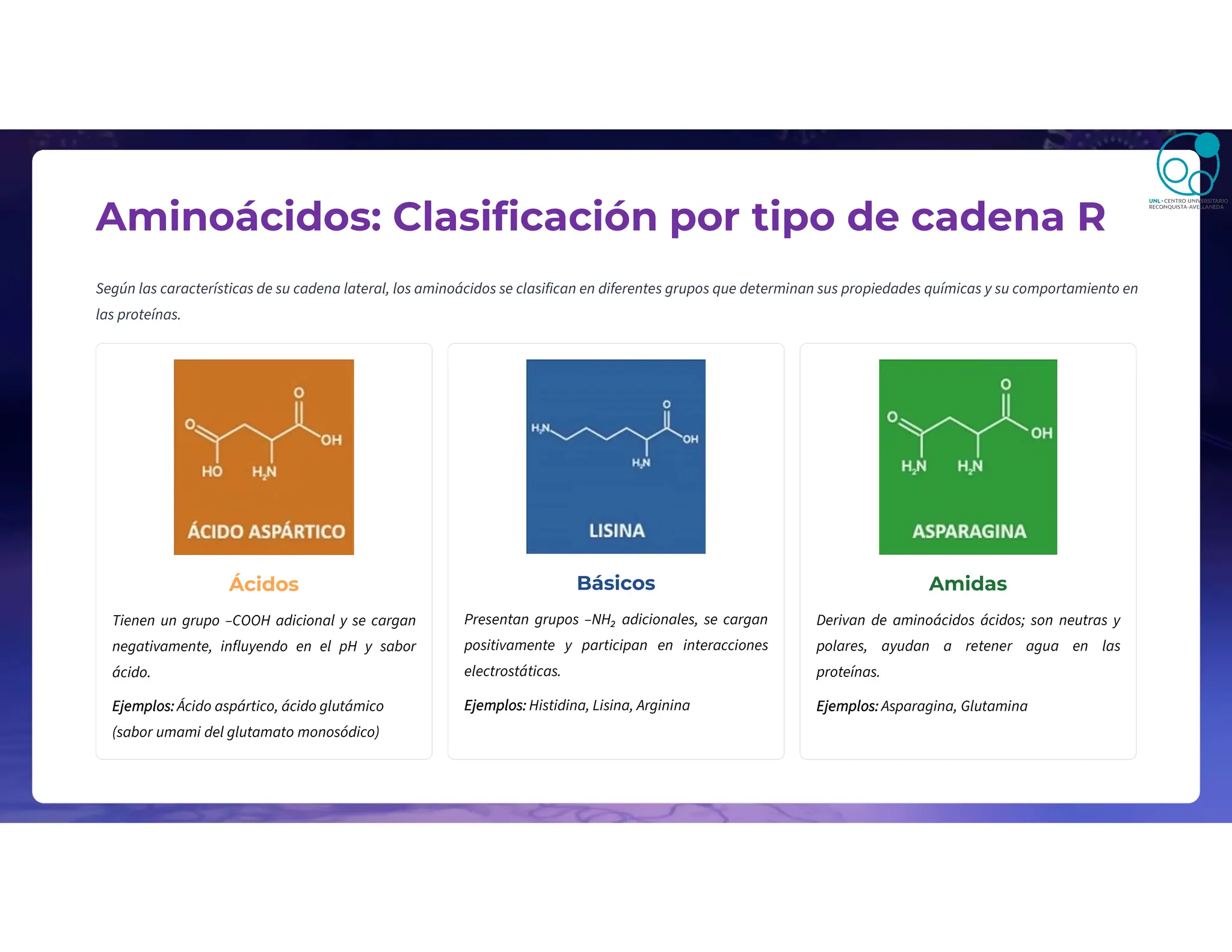 Aminoácidos: Clasificación por tipo de cadena R
Según las características de su cadena lateral, los aminoácidos se clasifican en diferentes grupos que determinan sus propiedades químicas y su comportamiento en
las proteínas.
Ácidos
Tienen un grupo –COOH adicional y se cargan
negativamente, influyendo en el pH y sabor
ácido.
Ejemplos: Ácido aspártico, ácido glutámico
(sabor umami del glutamato monosódico)
Básicos
Presentan grupos –NH₂ adicionales, se cargan
positivamente y participan en interacciones
electrostáticas.
Ejemplos: Histidina, Lisina, Arginina
Amidas
Derivan de aminoácidos ácidos; son neutras y
polares, ayudan a retener agua en las
proteínas.
Ejemplos: Asparagina, Glutamina
 