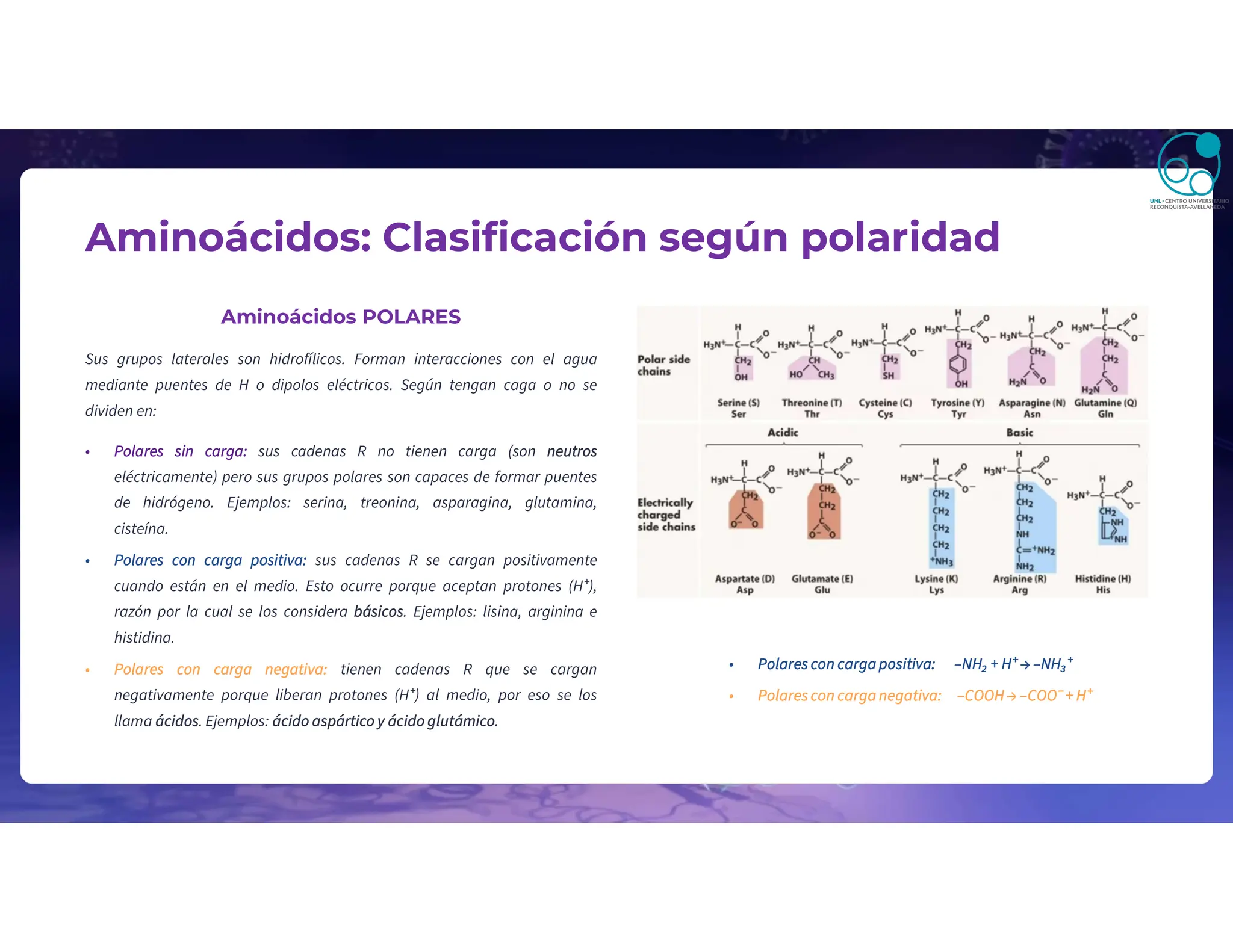 Aminoácidos: Clasificación según polaridad
Aminoácidos POLARES
Sus grupos laterales son hidrofílicos. Forman interacciones con el agua
mediante puentes de H o dipolos eléctricos. Según tengan caga o no se
dividen en:
• Polares sin carga: sus cadenas R no tienen carga (son neutros
eléctricamente) pero sus grupos polares son capaces de formar puentes
de hidrógeno. Ejemplos: serina, treonina, asparagina, glutamina,
cisteína.
• Polares con carga positiva: sus cadenas R se cargan positivamente
cuando están en el medio. Esto ocurre porque aceptan protones (H⁺),
razón por la cual se los considera básicos. Ejemplos: lisina, arginina e
histidina.
• Polares con carga negativa: tienen cadenas R que se cargan
negativamente porque liberan protones (H⁺) al medio, por eso se los
llama ácidos. Ejemplos: ácido aspártico y ácido glutámico.
• Polares con carga positiva: –NH₂ + H⁺ → –NH₃⁺
• Polares con carga negativa: –COOH → –COO⁻ + H⁺
 