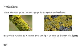 Mutualismo
Tipo de interacción que se caracteriza porque los dos organismo son beneficiarios
Un ejemplo de mutualismo es la asociación entre una alga y un hongo que da origen a los líquenes
Nº24
 