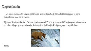 Depredación
En esta interacción hay un organismo que se beneficia ,llamado Depredador ,y otro
perjudicado ,que es la Presa.
Ejemplo de depredación : Se dan en el caso del Zorro, que caza al Conejos para alimentarse
;el Murciélago, que se alimenta de Insectos; la Mantis Religiosa, que come Grillos.
Nº22
 