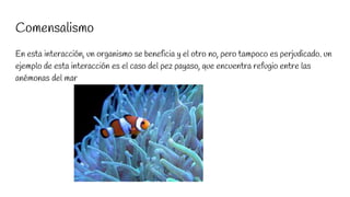 Comensalismo
En esta interacción, un organismo se beneficia y el otro no, pero tampoco es perjudicado. un
ejemplo de esta interacción es el caso del pez payaso, que encuentra refugio entre las
anémonas del mar
 