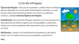 Ciclo del nitrógeno
Fijacion del nitrogeno : Para que los organismos puedan utilizar el nitrógeno
gaseoso disponible en el suelo ,deben transformarlo en amoniaco .en este
proceso intervienen bacterias presentes en el suelo y en ambientes
acuáticos , llamadas bacterias fijadoras de nitrógeno.
Amonificación: Gran parte del nitrógeno existente en el suelo proviene de la
descomposición de materia orgánica, que son degradados a compuestos
simples por los microorganismos descomponedores que se encuentran en
ese lugar.
Nitrificación: Consiste en la transformación del amoniaco y del amonio
nitrato .esto se realiza en dos procesos separados y consecutivos .
Nº24...
 