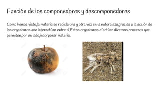 Función de los componedores y descomponedores
Como hemos visto,la materia se recicla una y otra vez en la naturaleza,gracias a la acción de
los organismos que interactúan entre sí.Estos organismos efectúan diversos procesos que
permiten,por un lado,incorporar materia.
 