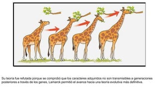 Su teoría fue refutada porque se comprobó que los caracteres adquiridos no son transmisibles a generaciones
posteriores a través de los genes, Lamarck permitió el avance hacia una teoría evolutiva más definitiva.
 