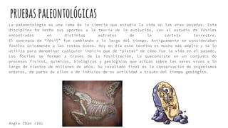 La paleontología es una rama de la ciencia que estudia la vida en las eras pasadas. Esta
disciplina ha hecho sus aportes a la teoría de la evolución, con el estudio de fósiles
encontrados en distintos estratos de la corteza terrestre.
El concepto de “fósil” fue cambiando a lo largo del tiempo. Antiguamente se consideraban
fósiles únicamente a los restos óseos. Hoy en día este término es mucho más amplio y se lo
utiliza para denominar cualquier indicio que dé “pistas” de cómo fue la vida en el pasado.
Los fósiles se forman a través de la fosilización, la queconsiste en un conjunto de
procesos físicos, químicos, biológicos y geológicos que actúan sobre los seres vivos a lo
largo de cientos de millones de años. Su resultado final es la conservación de organismos
enteros, de parte de ellos o de indicios de su actividad a través del tiempo geológico.
Angie Chan (10)
pruebaspaleontológicas
 