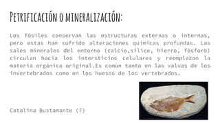 Petrificaciónomineralización:
Los fósiles conservan las estructuras externas o internas,
pero estas han sufrido alteraciones químicas profundas. Las
sales minerales del entorno (calcio,sílice, hierro, fósforo)
circulan hacia los intersticios celulares y reemplazan la
materia orgánica original.Es común tanto en las valvas de los
invertebrados como en los huesos de los vertebrados.
Catalina Bustamante (7)
 