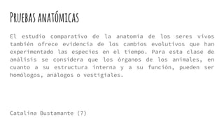 Pruebasanatómicas
El estudio comparativo de la anatomía de los seres vivos
también ofrece evidencia de los cambios evolutivos que han
experimentado las especies en el tiempo. Para esta clase de
análisis se considera que los órganos de los animales, en
cuanto a su estructura interna y a su función, pueden ser
homólogos, análogos o vestigiales.
Catalina Bustamante (7)
 