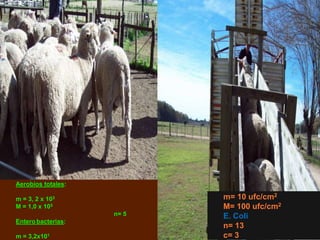 m= 10 ufc/cm2
M= 100 ufc/cm2
E. Coli
n= 13
c= 3
Aerobios totales:
m = 3, 2 x 103
M = 1,0 x 105
n= 5
Entero bacterias:
m = 3,2x101
 