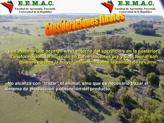 :
- Los eventos que ocurren en el entorno del sacrificio y en la posterior
transformación del músculo en carne (factores pre y post faena) son
quienes ejercen la mayor influencia sobre la calidad de la carne.
- No alcanza con “trazar” el animal, sino que es necesario trazar el
sistema de producción y obtención del producto.
 