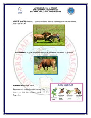 UNIVERSIDAD TÉCNICA DE MACHALA
DIRECCIÓN DE NIVELACIÓN Y ADMISIÓN
SISTEMA NACIONAL DE NIVELACIÓN Y ADMISIÓN
HETERÓTROFOS: ingieren a otros organismos vivos el cual puede ser: consumidores,
descomponedores.
CONSUMIDORES: no pueden sintetizar su propio alimento, sustancias inorgánicas.
Primarios: herbívoros. Vacas
Secundarios: consumidores primarios. Aves
Terciarios: consumidores secundarios.
Serpientes.
 