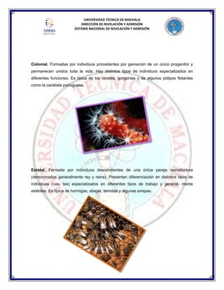 UNIVERSIDAD TÉCNICA DE MACHALA
DIRECCIÓN DE NIVELACIÓN Y ADMISIÓN
SISTEMA NACIONAL DE NIVELACIÓN Y ADMISIÓN
Colonial. Formadas por individuos procedentes por gemación de un único progenitor y
permanecen unidos toda la vida. Hay distintos tipos de individuos especializados en
diferentes funciones. Es típica de los corales, gorgonias y de algunos pólipos flotantes
como la carabela portuguesa.
Estatal. Formada por individuos descendientes de una única pareja reproductora
(denominados generalmente rey y reina). Presentan diferenciación en distintos tipos de
individuos (cas- tas) especializados en diferentes tipos de trabajo y general- mente
estériles. Es típica de hormigas, abejas, termitas y algunas avispas.
 