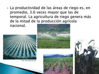 La productividad de las áreas de riego es, en promedio, 3.6 veces mayor que las de temporal. La agricultura de riego genera más de la mitad de la producción agrícola nacional.