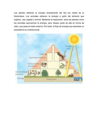 Las plantas obtienen la energía directamente del Sol por medio de la
fotosíntesis. Los animales obtienen la energía a partir del alimento que
ingieren, sea vegetal o animal. Mediante la respiración, tanto las plantas como
los animales aprovechan la energía, pero disipan parte de ella en forma de
calor, que pasa al medio externo. Por tanto, el flujo de energía que atraviesa un
ecosistema es unidireccional.
 