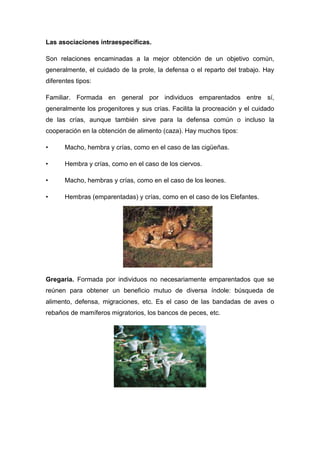 Las asociaciones intraespecíficas.
Son relaciones encaminadas a la mejor obtención de un objetivo común,
generalmente, el cuidado de la prole, la defensa o el reparto del trabajo. Hay
diferentes tipos:
Familiar. Formada en general por individuos emparentados entre sí,
generalmente los progenitores y sus crías. Facilita la procreación y el cuidado
de las crías, aunque también sirve para la defensa común o incluso la
cooperación en la obtención de alimento (caza). Hay muchos tipos:
• Macho, hembra y crías, como en el caso de las cigüeñas.
• Hembra y crías, como en el caso de los ciervos.
• Macho, hembras y crías, como en el caso de los leones.
• Hembras (emparentadas) y crías, como en el caso de los Elefantes.
Gregaria. Formada por individuos no necesariamente emparentados que se
reúnen para obtener un beneficio mutuo de diversa índole: búsqueda de
alimento, defensa, migraciones, etc. Es el caso de las bandadas de aves o
rebaños de mamíferos migratorios, los bancos de peces, etc.
 