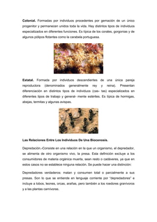 Colonial. Formadas por individuos procedentes por gemación de un único
progenitor y permanecen unidos toda la vida. Hay distintos tipos de individuos
especializados en diferentes funciones. Es típica de los corales, gorgonias y de
algunos pólipos flotantes como la carabela portuguesa.
Estatal. Formada por individuos descendientes de una única pareja
reproductora (denominados generalmente rey y reina). Presentan
diferenciación en distintos tipos de individuos (cas- tas) especializados en
diferentes tipos de trabajo y general- mente estériles. Es típica de hormigas,
abejas, termitas y algunas avispas.
Las Relaciones Entre Los Individuos De Una Biocenosis.
Depredación.-Consiste en una relación en la que un organismo, el depredador,
se alimenta de otro organismo vivo, la presa. Esta definición excluye a los
consumidores de materia orgánica muerta, sean resto o cadáveres, ya que en
estos casos no se establece ninguna relación. Se puede hacer una distinción:
Depredadores verdaderos: matan y consumen total o parcialmente a sus
presas. Son lo que se entiende en lenguaje corriente por “depredadores” e
incluye a lobos, leones, orcas, arañas, pero también a los roedores granívoros
y a las plantas carnívoras.
 