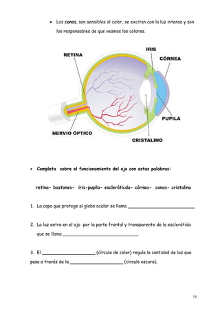 •   Los conos, son sensibles al color, se excitan con la luz intensa y son

              los responsables de que veamos los colores.




•   Completa sobre el funcionamiento del ojo con estas palabras:



    retina- bastones- iris-pupila- escleróticda- córnea- conos- cristalino



1. La capa que protege al globo ocular se llama ________________________



2. La luz entra en el ojo por la parte frontal y transparente de la esclerótida

    que se llama ___________________________



3. El ___________________ (círculo de color) regula la cantidad de luz que

pasa a través de la ___________________ (círculo oscuro).




                                                                                   14
 
