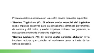 • Presenta núcleos asociados con los cuatro nervios craneales siguientes:
• *Nervios Trigéminos (V): El núcleo motor especial del trigémino
recibe impulsos sensitivos para las sensaciones somáticas provenientes
de cabeza y del rostro, y envían impulsos motores que gobiernan la
masticación a través de los nervios trigéminos.
• *Nervios Abducens (VI): El núcleo motor somático abductor envía
impulsos motores que controlan el movimiento ocular a través de los
nervios abducens.
 