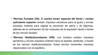 • *Nervios Faciales (VII): El núcleo motor especial del facial y núcleo
salivatorio superior reciben impulsos sensitivos para el gusto y envían
impulsos motores para regular la secreción de saliva y de lágrimas,
además de la contracción de los músculos de la expresión facial a través
de los nervios faciales.
• *Nervios Vestibulococleares (VIII): Los núcleos reciben impulsos
sensitivos y envían impulsos motores hacia el aparato vestibular, a través
de los nervios vestibulococleares. Estos nervios transmiten impulsos
relacionados con el equilibrio.
 