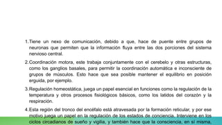 1.Tiene un nexo de comunicación, debido a que, hace de puente entre grupos de
neuronas que permiten que la información fluya entre las dos porciones del sistema
nervioso central.
2.Coordinación motora, este trabaja conjuntamente con el cerebelo y otras estructuras,
como los ganglios basales, para permitir la coordinación automática e inconsciente de
grupos de músculos. Esto hace que sea posible mantener el equilibrio en posición
erguida, por ejemplo.
3.Regulación homeostática, juega un papel esencial en funciones como la regulación de la
temperatura y otros procesos fisiológicos básicos, como los latidos del corazón y la
respiración.
4.Esta región del tronco del encéfalo está atravesada por la formación reticular, y por ese
motivo juega un papel en la regulación de los estados de conciencia. Interviene en los
ciclos circadianos de sueño y vigilia, y también hace que la consciencia, en sí misma,
 