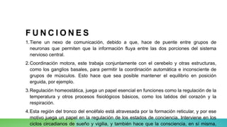 F U N C I O N E S
1.Tiene un nexo de comunicación, debido a que, hace de puente entre grupos de
neuronas que permiten que la información fluya entre las dos porciones del sistema
nervioso central.
2.Coordinación motora, este trabaja conjuntamente con el cerebelo y otras estructuras,
como los ganglios basales, para permitir la coordinación automática e inconsciente de
grupos de músculos. Esto hace que sea posible mantener el equilibrio en posición
erguida, por ejemplo.
3.Regulación homeostática, juega un papel esencial en funciones como la regulación de la
temperatura y otros procesos fisiológicos básicos, como los latidos del corazón y la
respiración.
4.Esta región del tronco del encéfalo está atravesada por la formación reticular, y por ese
motivo juega un papel en la regulación de los estados de conciencia. Interviene en los
ciclos circadianos de sueño y vigilia, y también hace que la consciencia, en sí misma,
 