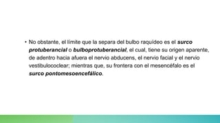 • No obstante, el límite que la separa del bulbo raquídeo es el surco
protuberancial o bulboprotuberancial, el cual, tiene su origen aparente,
de adentro hacia afuera el nervio abducens, el nervio facial y el nervio
vestibulococlear; mientras que, su frontera con el mesencéfalo es el
surco pontomesoencefálico.
 
